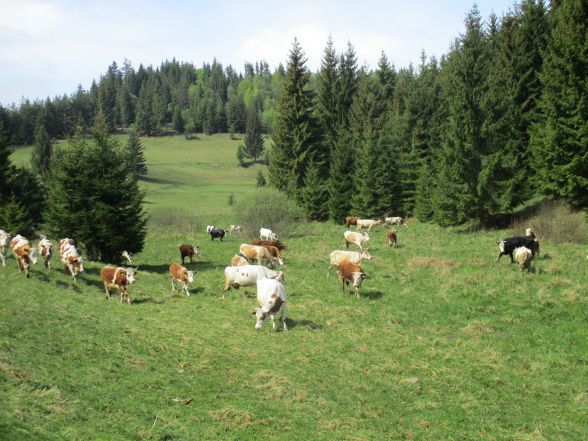 paraul Runcului-3 - Urcatul la Stana Dealul Alb 2017 primavara