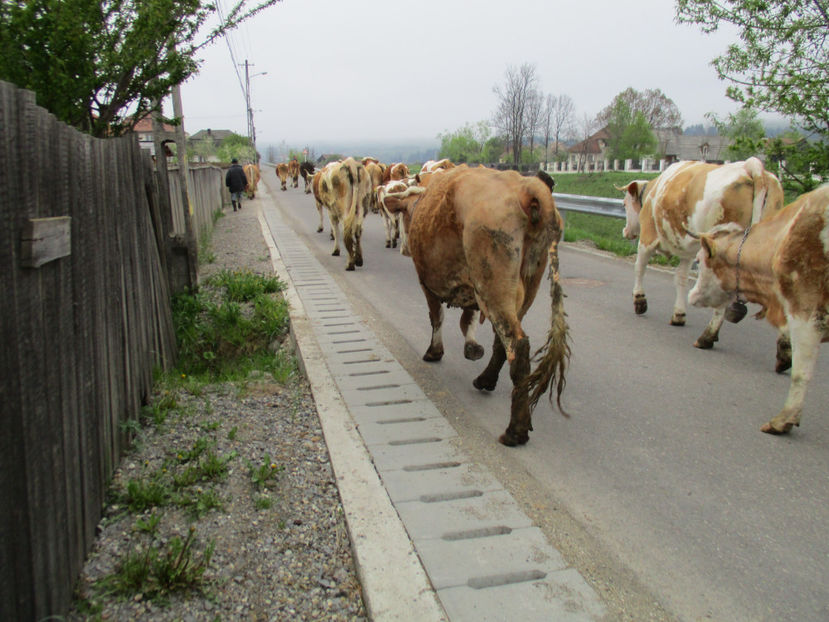 Pe asfalt cu vacile-g5 - Urcatul la Stana Dealul Alb 2017 primavara