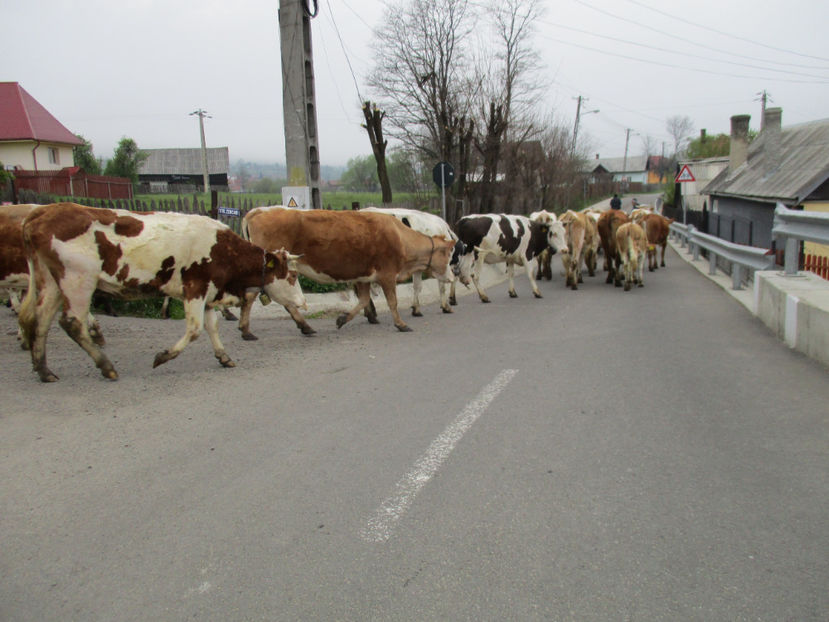 Pe asfalt - Urcatul la Stana Dealul Alb 2017 primavara