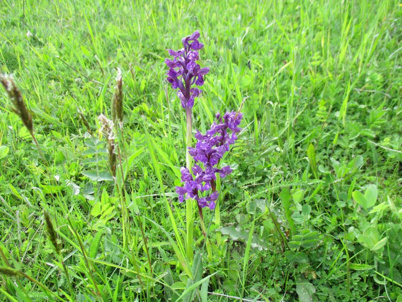 Poroinicul inflorit bine - Urcatul la Stana Dealul Alb 2017 primavara