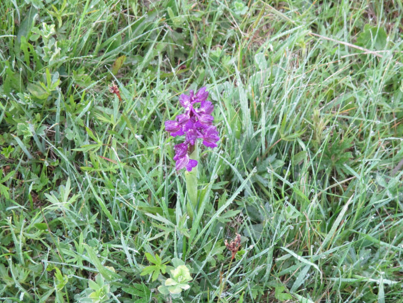 Poroinicul, orhidee frumoasa - Urcatul la Stana Dealul Alb 2017 primavara