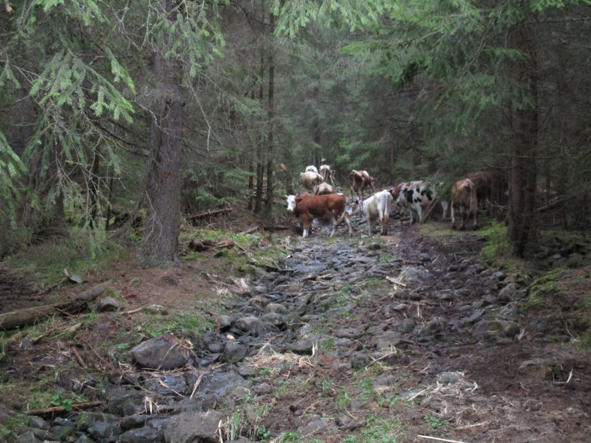 prin padure cu vacile-n65 - Urcatul la Stana Dealul Alb 2017 primavara