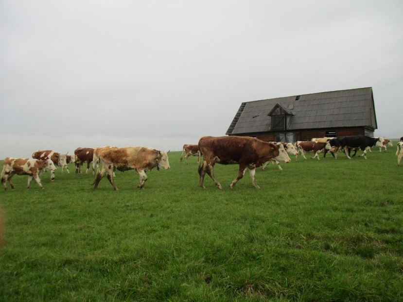 prin ploaia rece-6tk - Urcatul la Stana Dealul Alb 2017 primavara