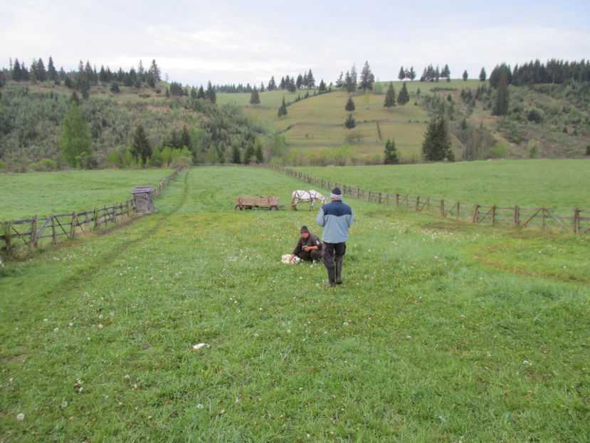 Punem cainii in caruta - Urcatul la Stana Dealul Alb 2017 primavara