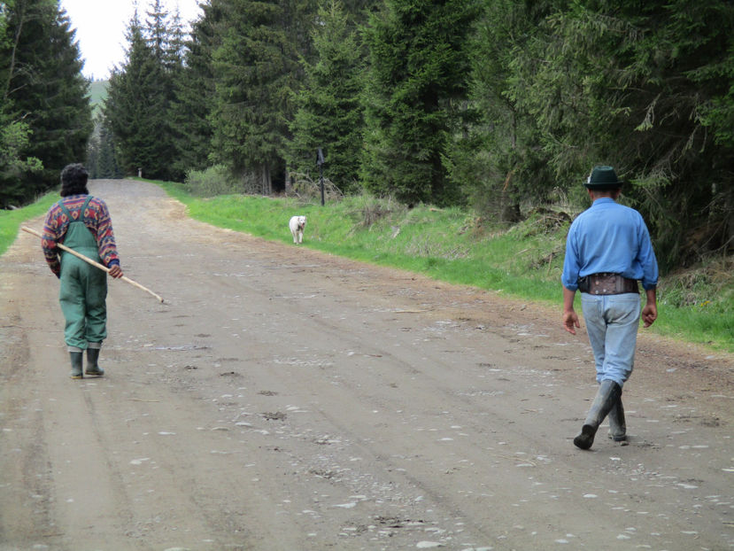 s-a dezlegat Balan - Urcatul la Stana Dealul Alb 2017 primavara