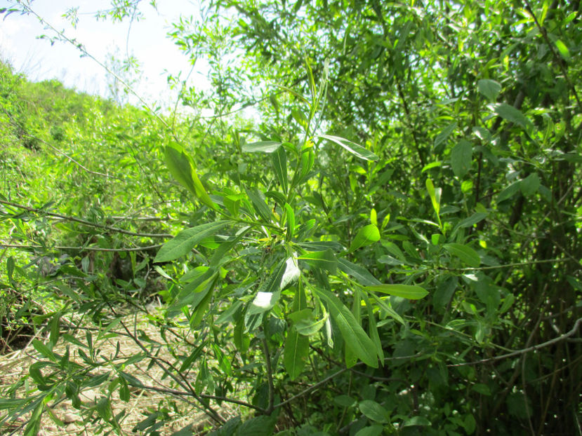 Salcie rosie pt capre - Urcatul la Stana Dealul Alb 2017 primavara