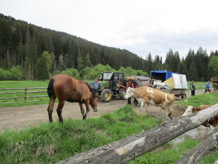 Santem asteptati la drum - Urcatul la Stana Dealul Alb 2017 primavara