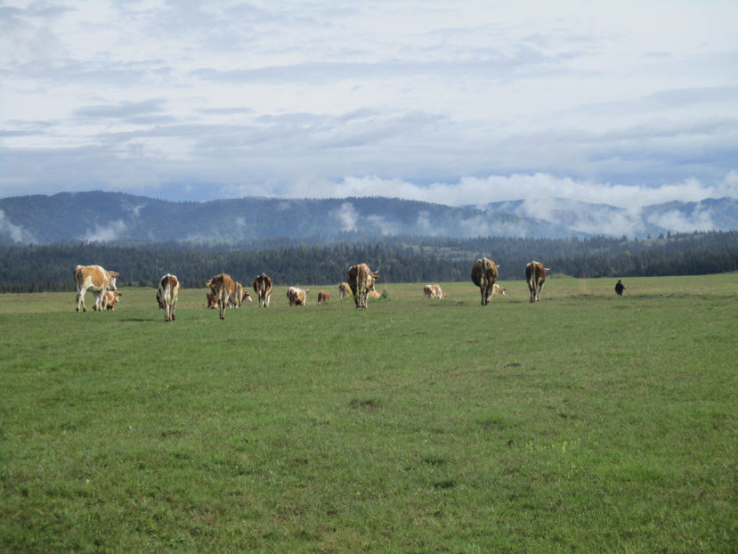 se ridica negura pe padure - Urcatul la Stana Dealul Alb 2017 primavara
