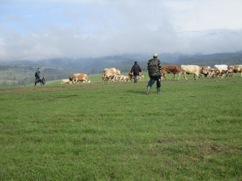 soare cu dinti - Urcatul la Stana Dealul Alb 2017 primavara