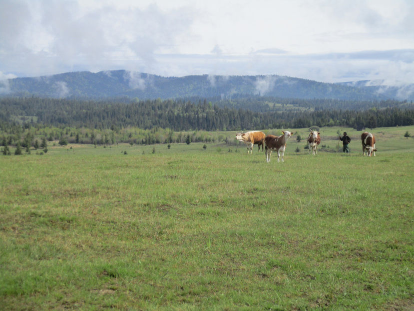 soare frumos,,,, - Urcatul la Stana Dealul Alb 2017 primavara