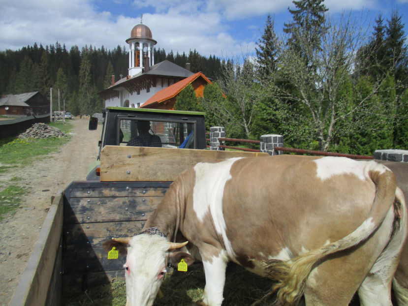 soare vreme buna,,, - Urcatul la Stana Dealul Alb 2017 primavara