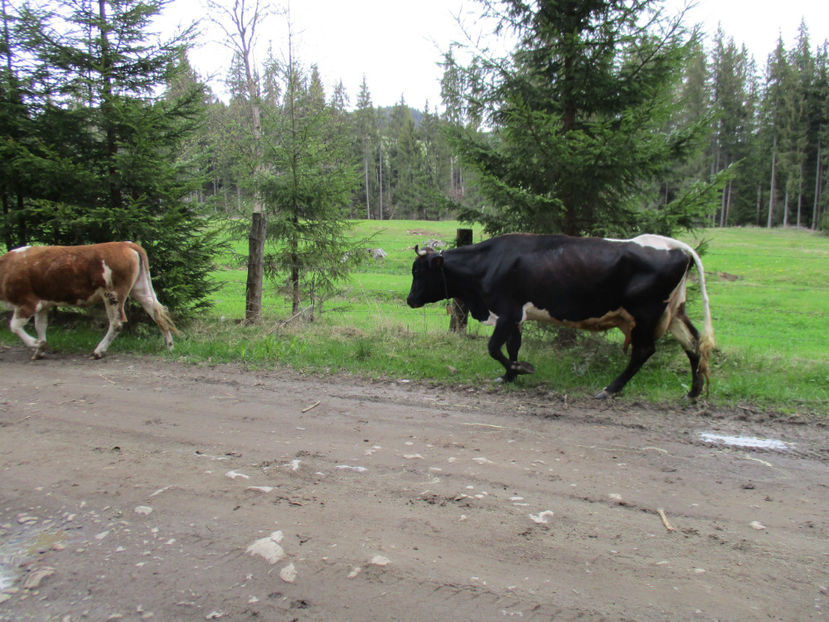 spre Manastire - Urcatul la Stana Dealul Alb 2017 primavara