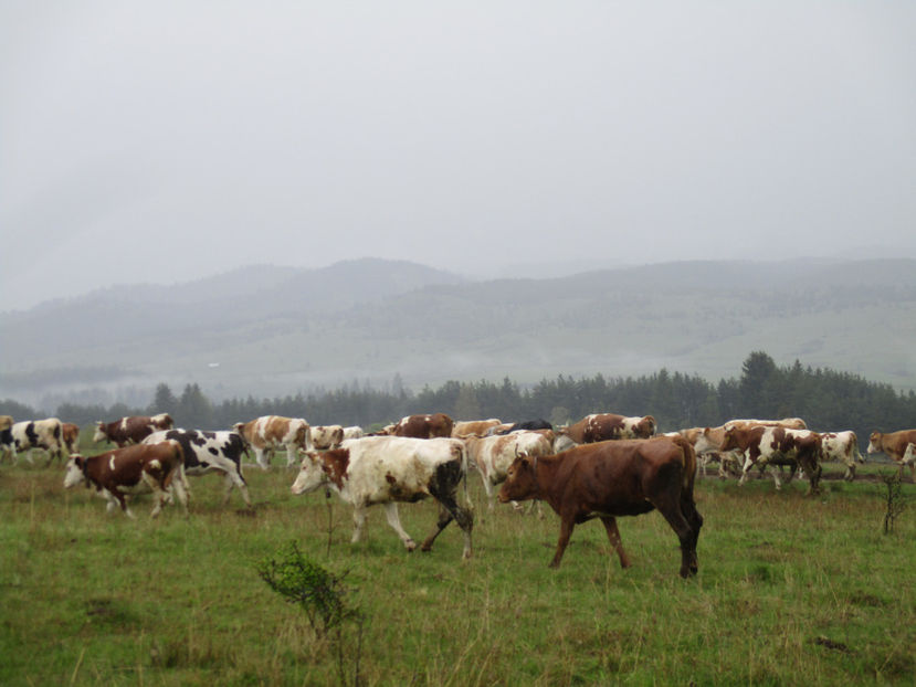 Spre plantatie,,, - Urcatul la Stana Dealul Alb 2017 primavara