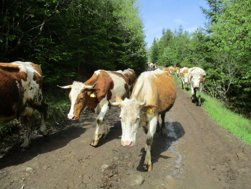 spre Runc-r43 - Urcatul la Stana Dealul Alb 2017 primavara