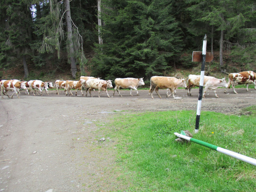 spre Voievodeasa-2 - Urcatul la Stana Dealul Alb 2017 primavara