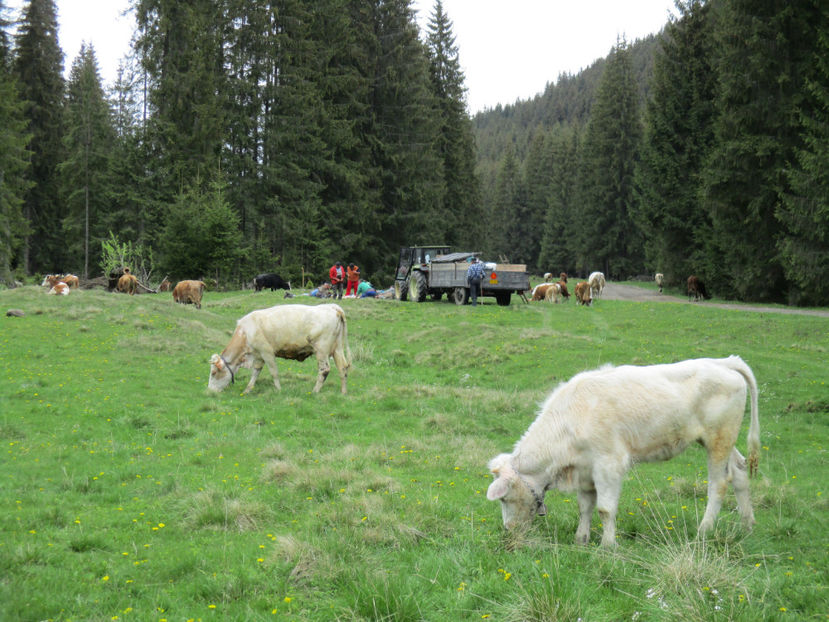 stam sa mancam ceva - Urcatul la Stana Dealul Alb 2017 primavara