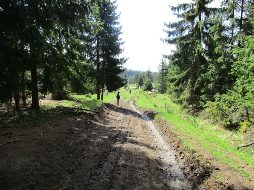 stau la umbra - Urcatul la Stana Dealul Alb 2017 primavara