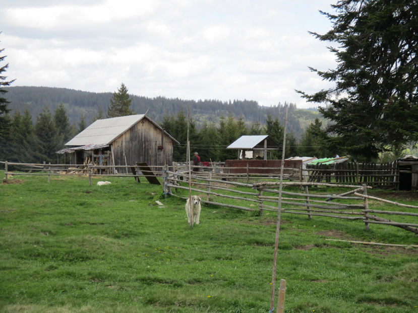 Stana din munte-gp5b - Urcatul la Stana Dealul Alb 2017 primavara