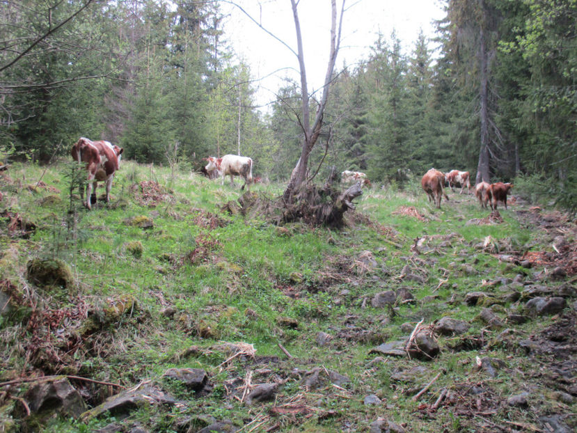 tot mai urcam - Urcatul la Stana Dealul Alb 2017 primavara