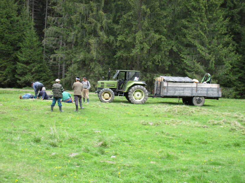 Tractorul Hurliman - Urcatul la Stana Dealul Alb 2017 primavara