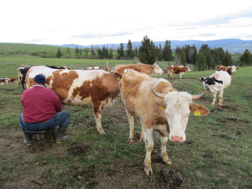 Treaba de zor - Urcatul la Stana Dealul Alb 2017 primavara