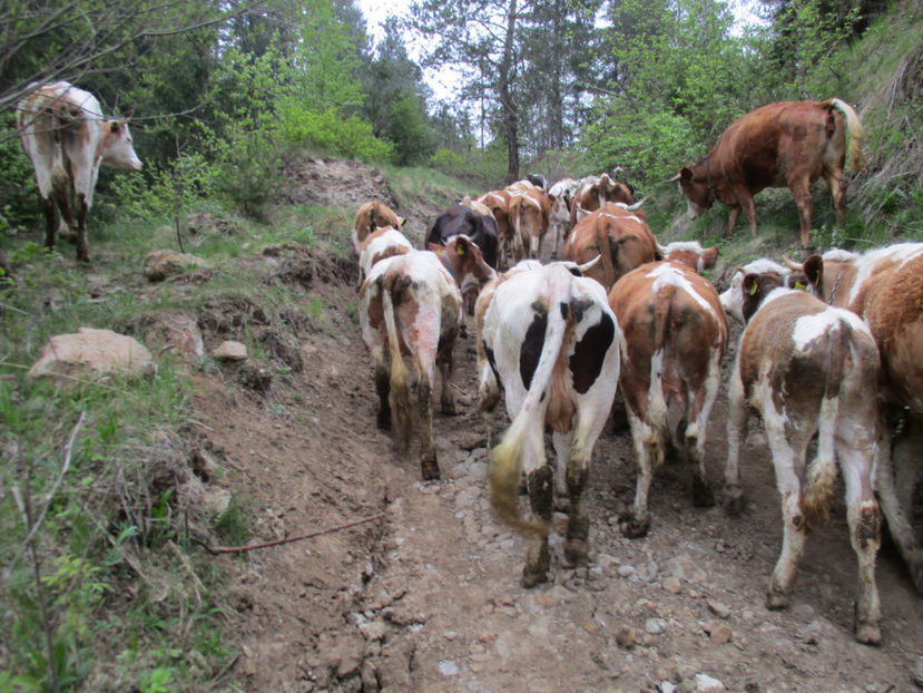 urcam pe dealul vaii-4 - Urcatul la Stana Dealul Alb 2017 primavara