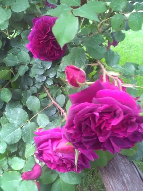  - William Shakespeare