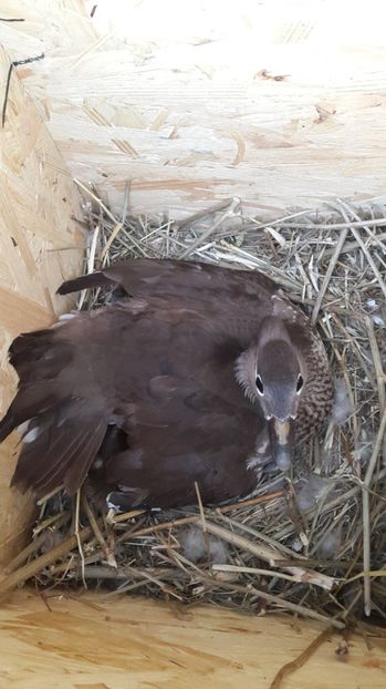  - Rate mandarin standard_albe