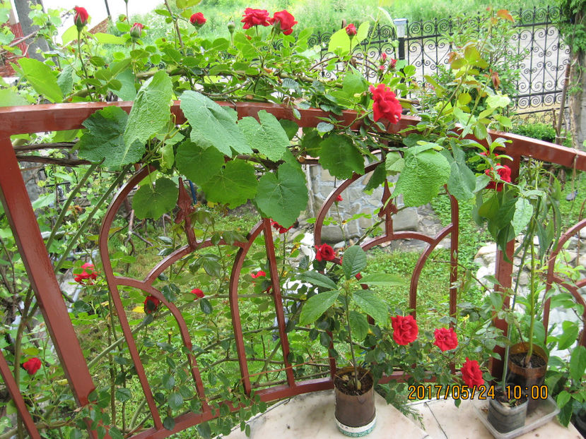 2017 -au inceput sa infloreasca trandafirii. - Trandafiri