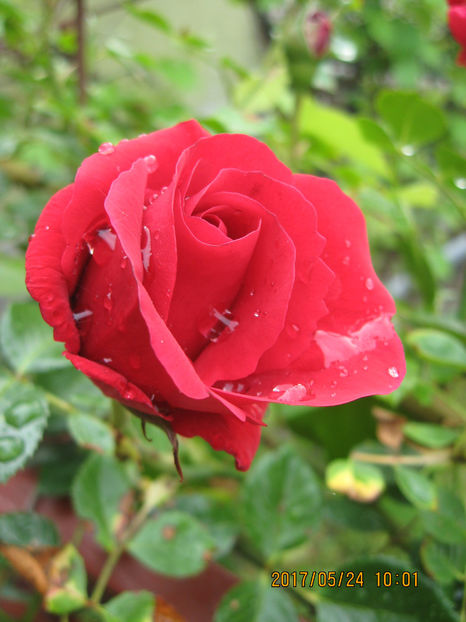 Picture 7799 - Trandafiri