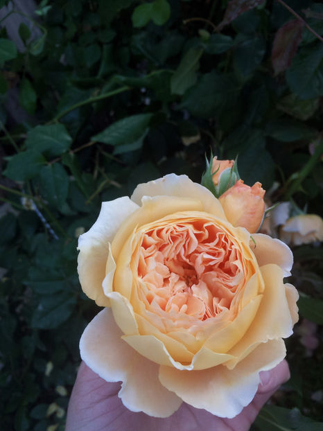  - Crown Princess Margareta