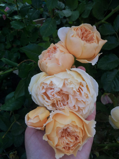  - Crown Princess Margareta