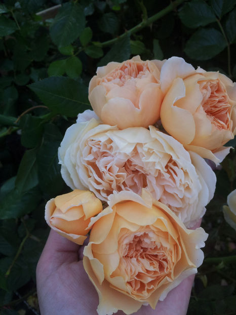  - Crown Princess Margareta