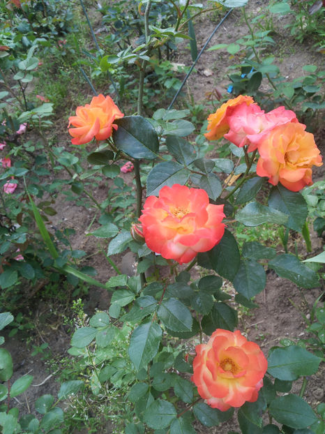  - Dimov urcator nr 14