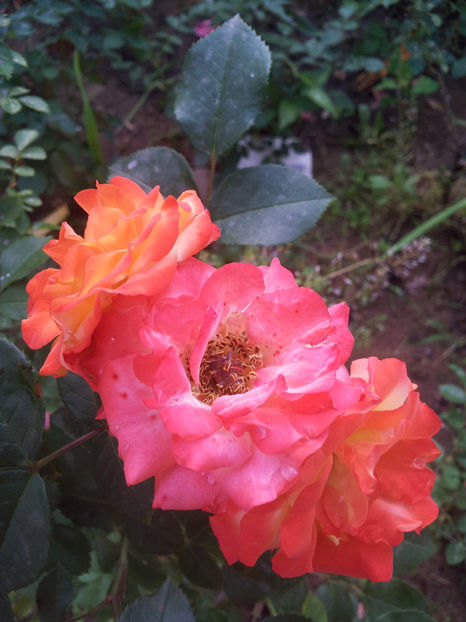  - Dimov urcator nr 14