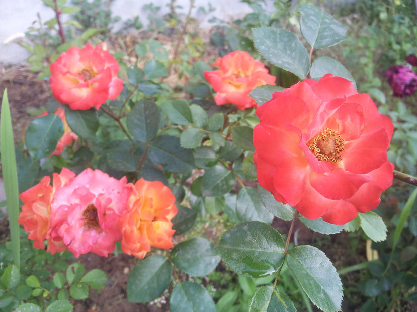  - Dimov urcator nr 14