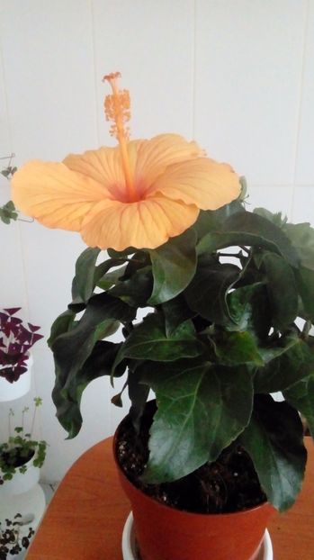  - Hibiscus