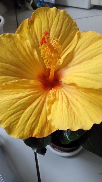  - Hibiscus