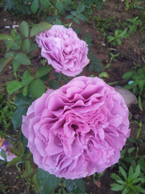  - Lavender Ice