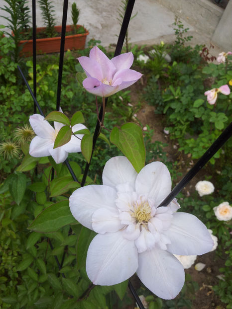  - Primavara - Vara 2017