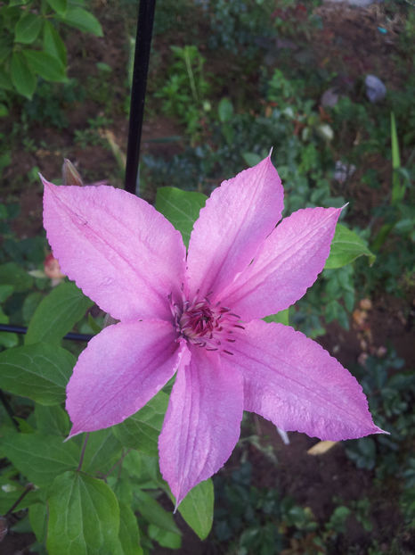  - Primavara - Vara 2017