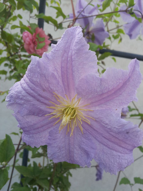  - Primavara - Vara 2017