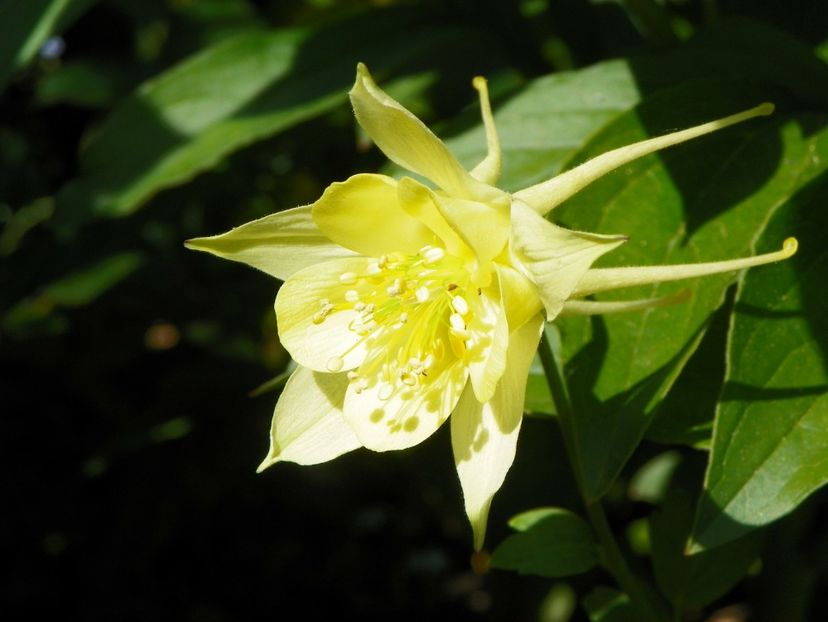 24 mai (29) - Aquilegia 2017