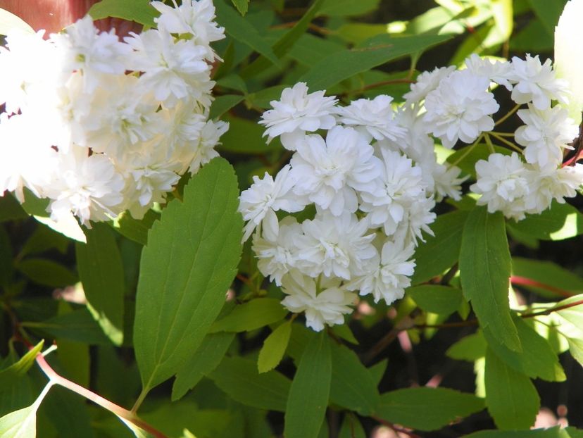 spiraea cantoniensis Lanceata - Copacei si arbusti 2017