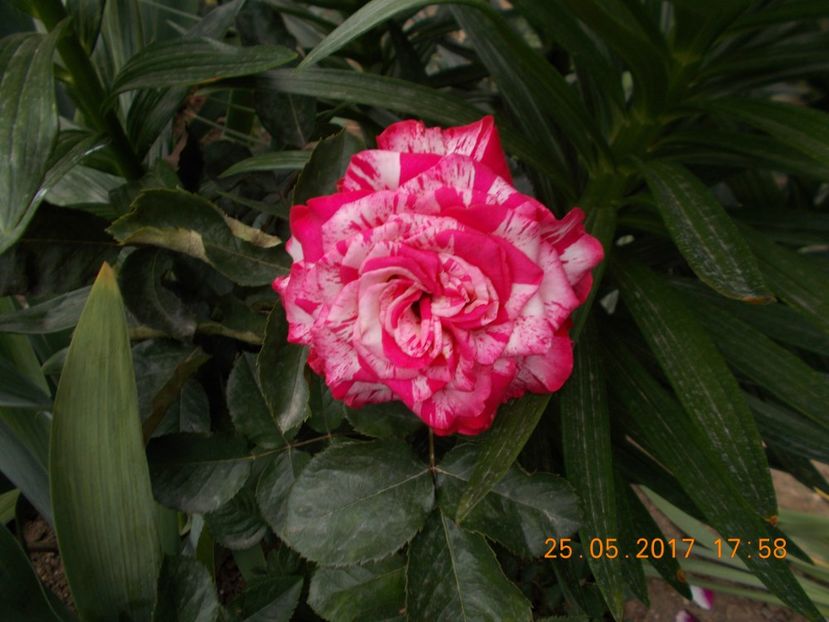 dimov 39 - TRANDAFIRI 2017