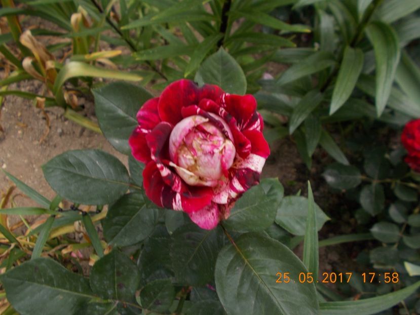 julio iglesias - TRANDAFIRI 2017