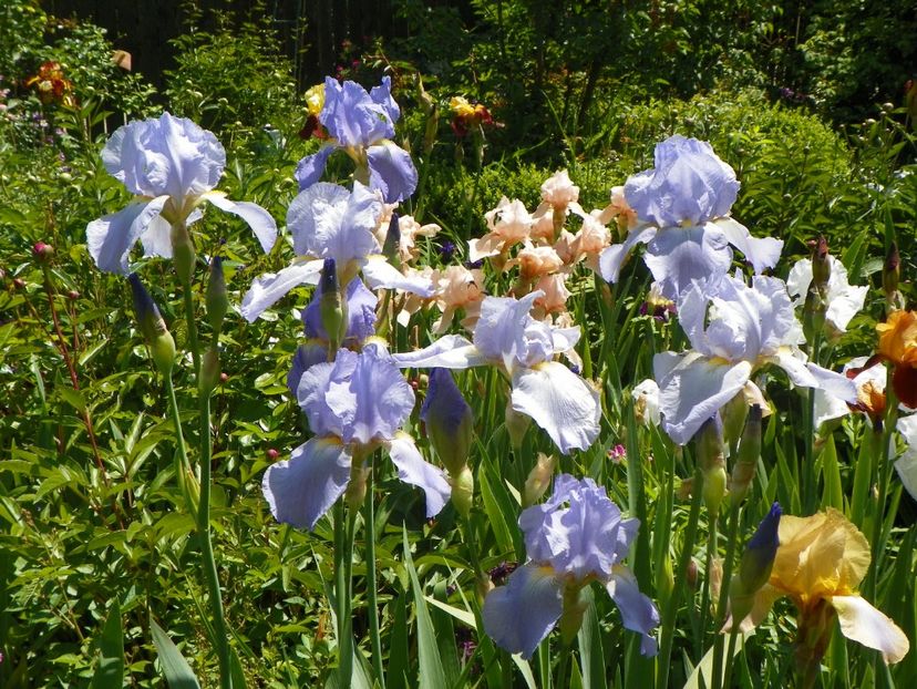 Elizabeth of England - Irisi 2017