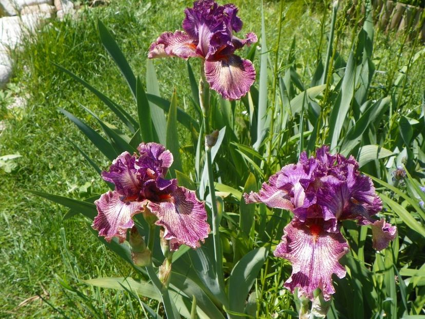 Queen in Calico - Irisi 2017