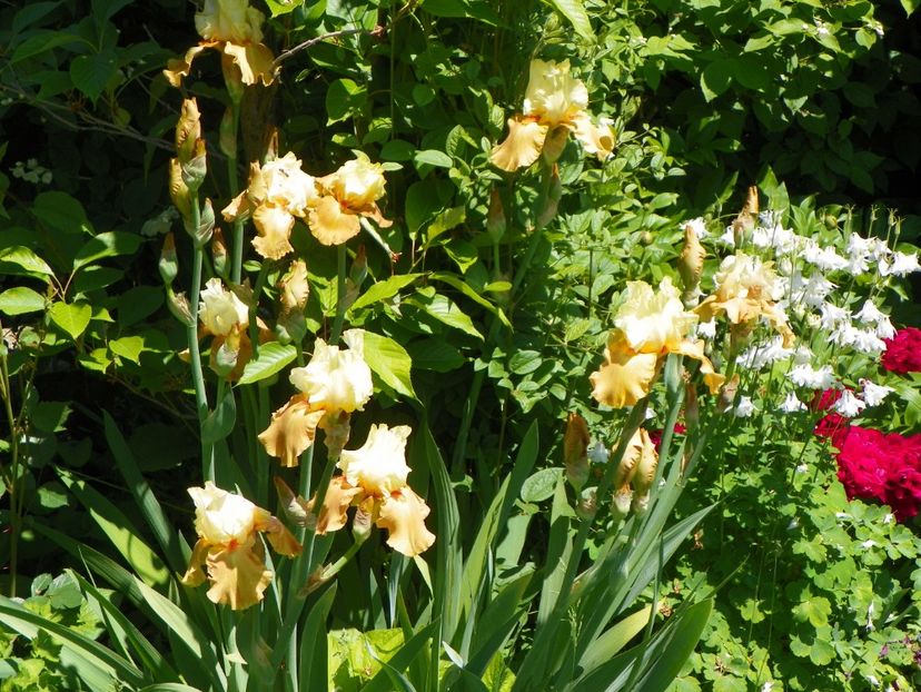 Spiced Custard - Irisi 2017