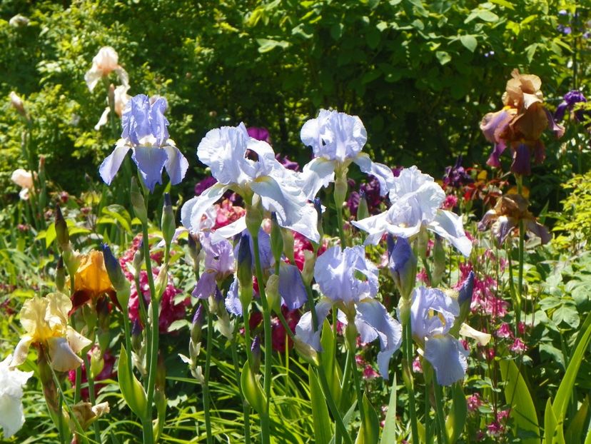 Elizabeth of England - Irisi 2017